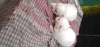 German spitz male female and puppies